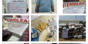 NDLEA Intercepts Christmas Colorado, Cannabis Juice Consignments At Lagos Airport, Seaport