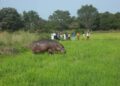 Gombe Farmers Cry Out As Hippo Attack Farmlands