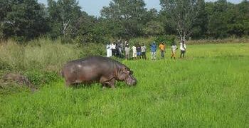 Gombe Farmers Cry Out As Hippo Attack Farmlands
