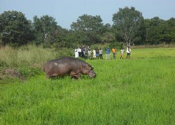 Gombe Farmers Cry Out As Hippo Attack Farmlands