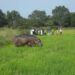 Gombe Farmers Cry Out As Hippo Attack Farmlands