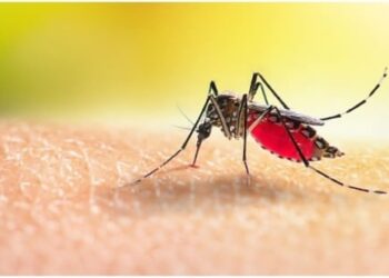 Nigeria, 3 Other African Nations Account For Half Of Global Malaria Deaths  – WHO