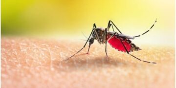 Nigeria, 3 Other African Nations Account For Half Of Global Malaria Deaths  – WHO
