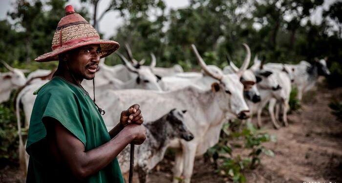 MACBAN Condemns Silence Of FG, Military Over Killing Of 40 Pastoralists In Nasarawa
