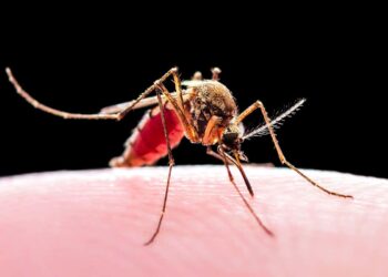 90,000 Nigerians Die Of Malaria Annually – FG