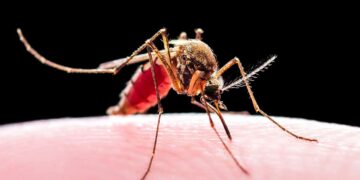 90,000 Nigerians Die Of Malaria Annually – FG