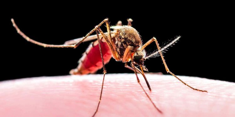 90,000 Nigerians Die Of Malaria Annually – FG