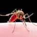 90,000 Nigerians Die Of Malaria Annually – FG
