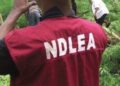 NDLEA Declares Prophetess Faith Ugochi, Celebrity Couple Wanted For Running Drug Cartel