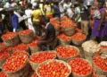 Kano Tomato Farmers In Shock, Lose N1.5bln To Pest Attacks