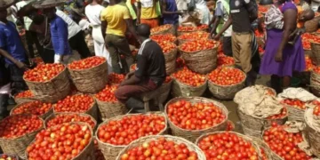 Kano Tomato Farmers In Shock, Lose N1.5bln To Pest Attacks