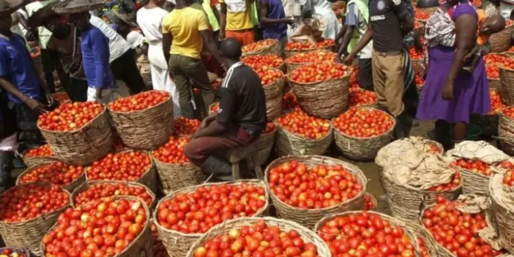 Kano Tomato Farmers In Shock, Lose N1.5bln To Pest Attacks