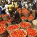 Kano Tomato Farmers In Shock, Lose N1.5bln To Pest Attacks