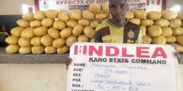 NDLEA Discovers, Destroys Wharehouse, 3,003Kg Illicit Drugs In Edo Forest