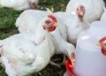 Taraba Group Trains 2,000 Women On Climate Smart Poultry Production
