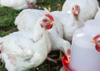 Taraba Group Trains 2,000 Women On Climate Smart Poultry Production