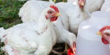 Taraba Group Trains 2,000 Women On Climate Smart Poultry Production