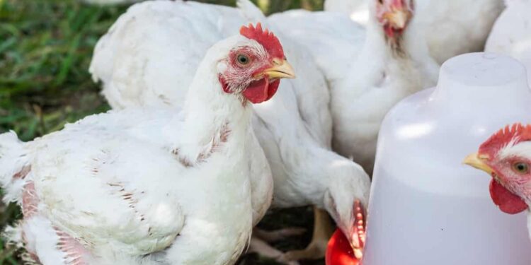 Taraba Group Trains 2,000 Women On Climate Smart Poultry Production