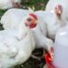 Taraba Group Trains 2,000 Women On Climate Smart Poultry Production