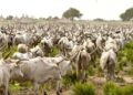 Zamfara Shuts Cattle Markets In 5 LGAs Over Insecurity