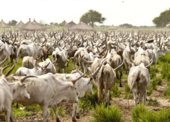 Zamfara Shuts Cattle Markets In 5 LGAs Over Insecurity