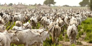 Zamfara Shuts Cattle Markets In 5 LGAs Over Insecurity