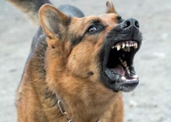 Rabies : Delta Records Five Deaths, 60 Cases