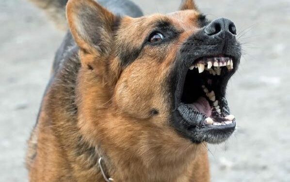 Rabies : Delta Records Five Deaths, 60 Cases