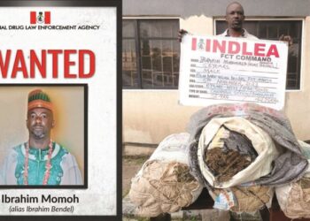 NDLEA Re -Arrests Abuja Drug Lord Seven Years After Escape From Kuje Prison