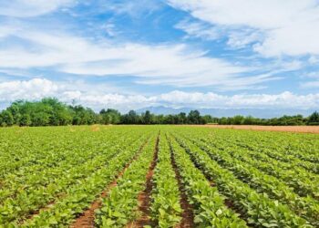 Agriculture : Netherlands Supports Nigeria, three Other African Countries With €100mln