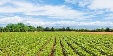 Agriculture : Netherlands Supports Nigeria, three Other African Countries With €100mln