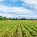Agriculture : Netherlands Supports Nigeria, three Other African Countries With €100mln