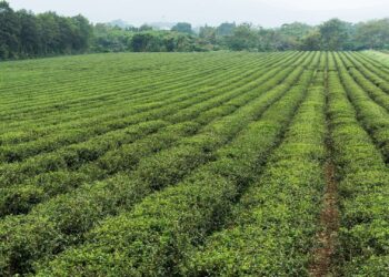 FG, IITA, World Bank To Partner On Innovative Agricultural Practices