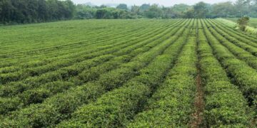 FG, IITA, World Bank To Partner On Innovative Agricultural Practices