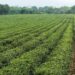 FG, IITA, World Bank To Partner On Innovative Agricultural Practices
