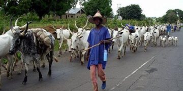 Fulani Group, AMFON Petitions Rights Commission Over Alleged Killing of Members in Kogi