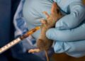 NCDC Confirms New Cases Of Lassa Fever In Edo, Kogi, Bauchi