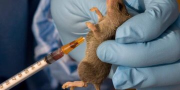 NCDC Confirms New Cases Of Lassa Fever In Edo, Kogi, Bauchi