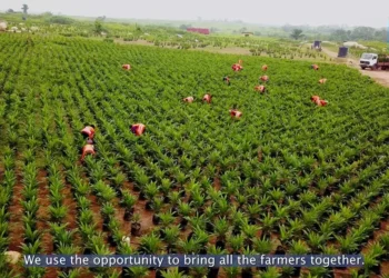 Rainy Season Farming : Farmers In Osun, Ekiti, Ondo, Oyo Lament Labour Shortage, Rising Costs Of Inputs