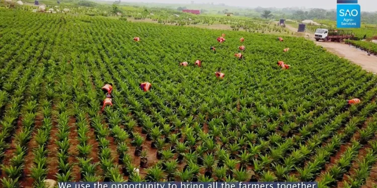 Rainy Season Farming : Farmers In Osun, Ekiti, Ondo, Oyo Lament Labour Shortage, Rising Costs Of Inputs