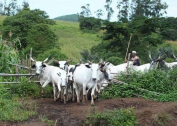 POLITICAL SHIFTING CULTIVATION, HERDING, ANIMAL HUSBANDRY, AND MONEY RUSTLING by Taiye Olaniyi