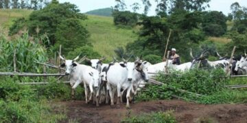 POLITICAL SHIFTING CULTIVATION, HERDING, ANIMAL HUSBANDRY, AND MONEY RUSTLING by Taiye Olaniyi