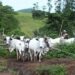 POLITICAL SHIFTING CULTIVATION, HERDING, ANIMAL HUSBANDRY, AND MONEY RUSTLING by Taiye Olaniyi