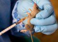 NCDC Confirms 142 Lassa Fever Deaths, 747 Cases Across 18 States