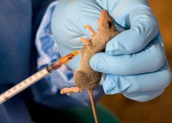 NCDC Confirms 142 Lassa Fever Deaths, 747 Cases Across 18 States
