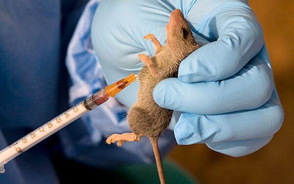 NCDC Confirms 142 Lassa Fever Deaths, 747 Cases Across 18 States