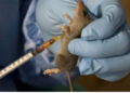 145 Dead As Lassa Fever Ravages Ondo, Bauchi