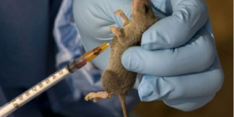 145 Dead As Lassa Fever Ravages Ondo, Bauchi