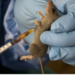 145 Dead As Lassa Fever Ravages Ondo, Bauchi