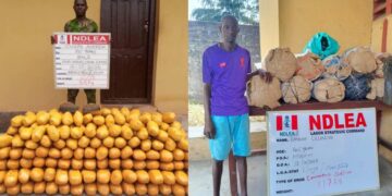 NDLEA Bursts Consignments Of Drugs Going To US, UK, DRC, Arrests Two Suspects